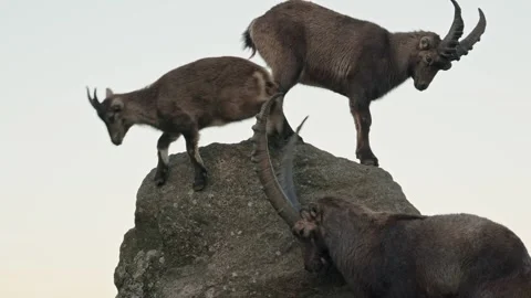 Alpine ibex Stock Footage 297532681