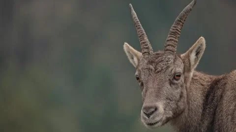 Alpine ibex Stock Footage 297532898