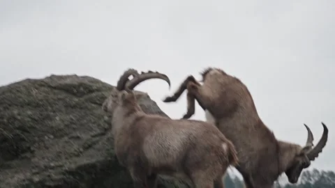 Alpine ibex Stock Footage 297533044