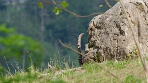 Alpine ibex Stock Footage 297533114