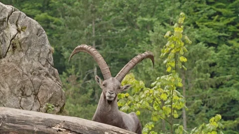 Alpine ibex Stock Footage 297533145