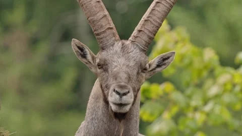Alpine ibex Stock Footage 297533146
