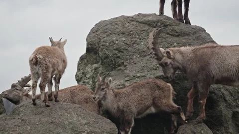 Alpine ibex Stock Footage 297533197
