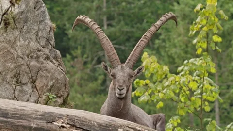 Alpine ibex Stock Footage 297533210