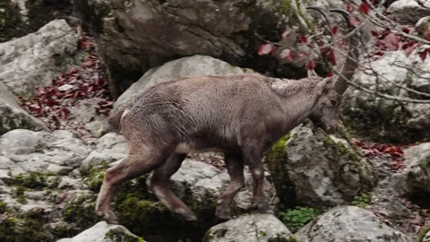 Alpine ibex Stock Footage 297533266