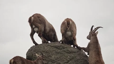 Alpine ibex Stock Footage 297533286