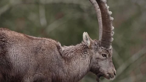 Alpine ibex Stock Footage 297533366