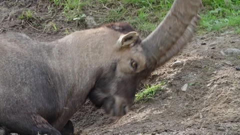 Alpine ibex Stock Footage 297533373