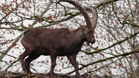 Alpine ibex Stock Footage 297534898