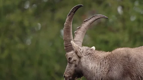Alpine ibex Stock Footage 297534900
