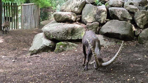 Alpine ibex Video stock 328853796