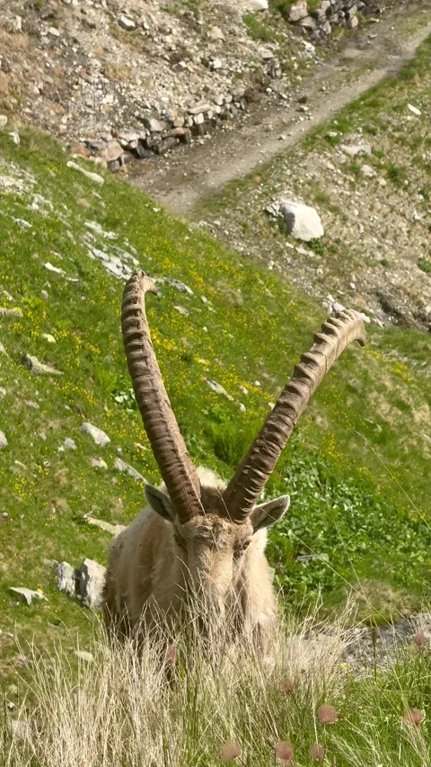 Alpine Ibex Grazing on Mountain Slope in Summer Stock Footage 342932822