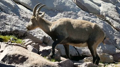 Alpine ibex grazing on the rocks. Video stock 79654242