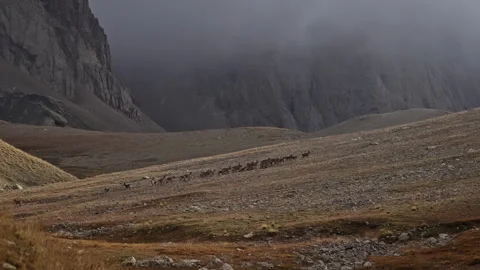 Alpine ibex herd traversing rocky wilderness, moving deliberately beneath low Stock Footage 297611929