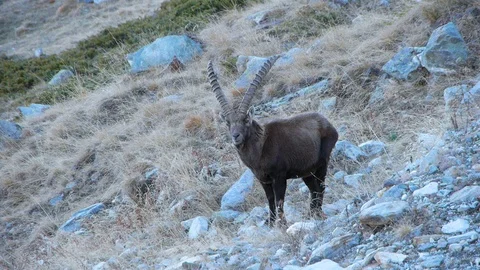Alpine ibex italy Video stock 127116689