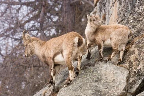 Alpine ibex kid learning climbing on rocky mountainside Fotos Stock