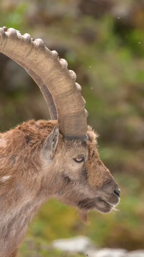 Alpine Ibex with Large Curved Horns in Italian Mountains Stock-Footage 341393392