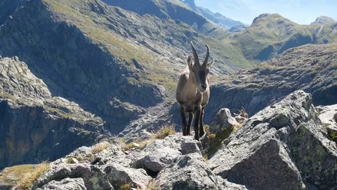 Alpine ibex looking at the camera on top of a peak. Stock Footage 79653570