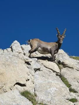 Alpine ibex looking down at me Stock Photos