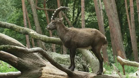 Alpine ibex looks towards camera and jumps off trunk (720) Stock Footage 12306321