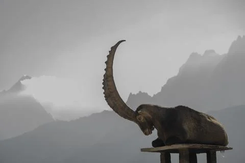Alpine ibex lying resting with long horns on mountain Stock Photos