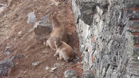 Alpine ibex mother nurturing her young fawns Wild Alpine ibex (Capra ibex) 스톡 동영상 328970952