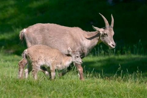 Alpine ibex in mountains Stock Photos