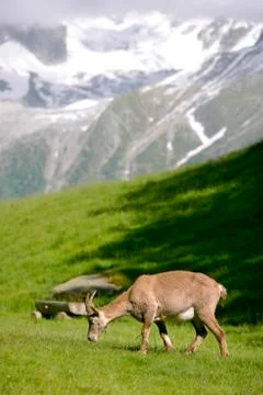 Alpine ibex in mountains Stock Photos