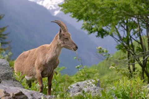 Alpine ibex in mountains Stock Photos