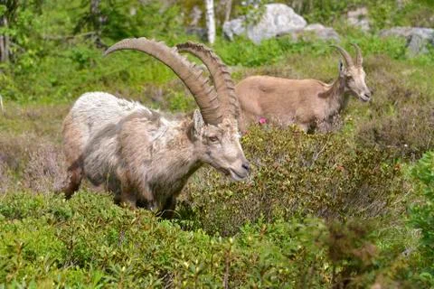 Alpine ibex in mountains Stock Photos