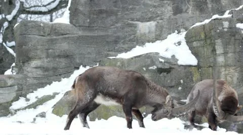 Alpine ibex or steinbock (Capra ibex), fighting during breeding season. Stock-Footage 21299345