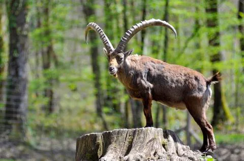 Alpine ibex perched on a tree trunk Stock Photos