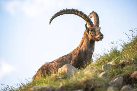 Alpine ibex Foto stock