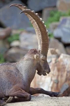 Alpine Ibex Stock Photos