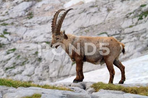 ALPINE IBEX Stock Photos