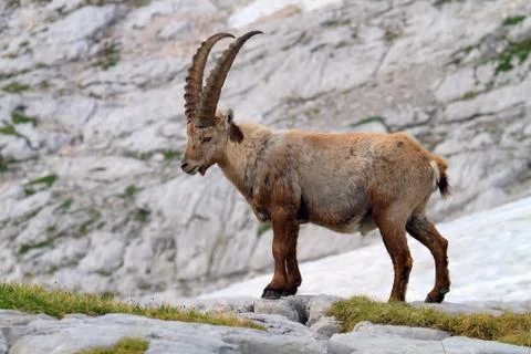 ALPINE IBEX Foto stock