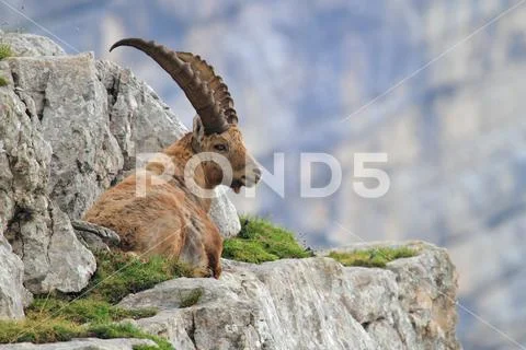 ALPINE IBEX Stock Photos