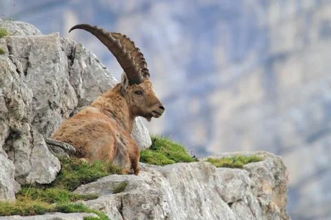 ALPINE IBEX Stock Photos