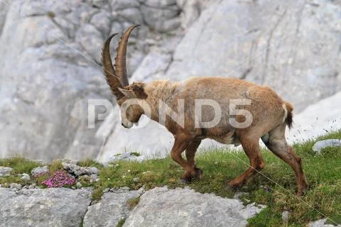 ALPINE IBEX Stock Photos