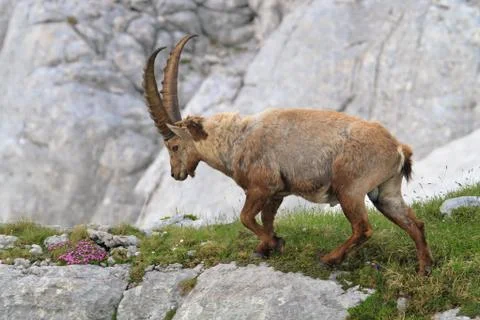 ALPINE IBEX Stock Photos