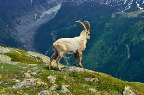 Alpine Ibex Stock Photos
