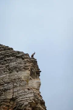 Alpine Ibex Stock Photos