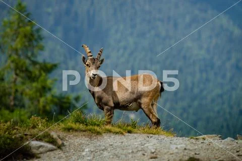 Alpine ibex portrait in high mountains, wild goat in natural life Stock Photos