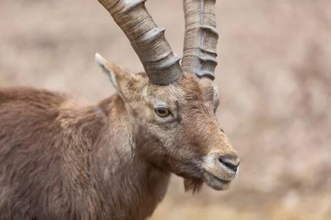 Alpine Ibex Portrait Stock Photos