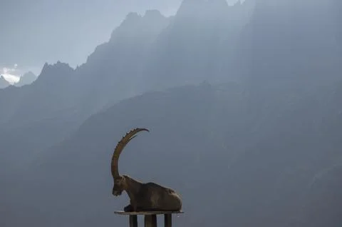 Alpine ibex resting on platform with hazy mountains Stock Photos