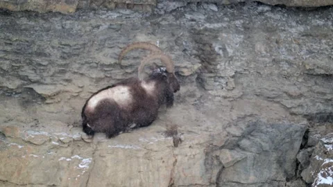 Alpine Ibex Resting on Rocky Mountain Cliffside Telephoto Shot 4k Stock Footage 338261511