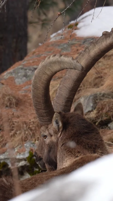 Alpine ibex resting in snowy mountain habitat 스톡 동영상 329555325