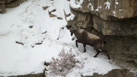 Alpine Ibex Standing on Snowy Mountain Cliff 4k Telephoto Shot Stock Footage 338261469
