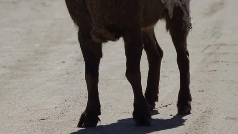 Alpine Ibex tilt up close up Stock Footage 106591715