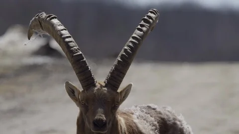 Alpine Ibex tilt down horns close up Stock Footage 106591633